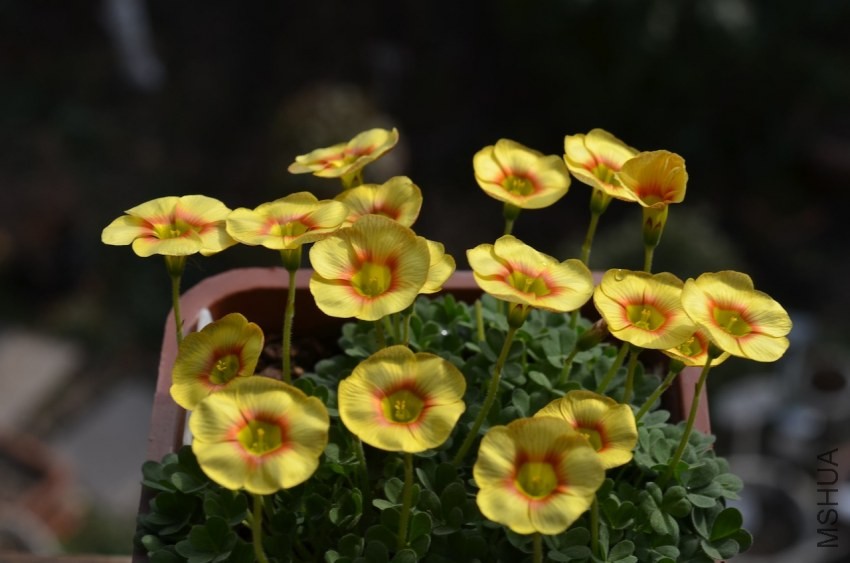 Oxalis obtusa Elizabeth 2014 0215 015.JPG