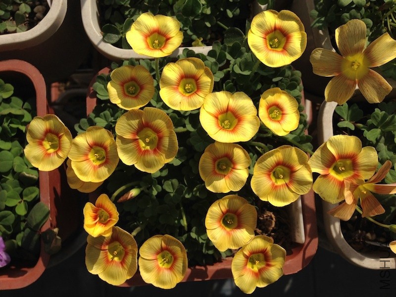 Oxalis obtusa Elizabeth 2014 0215 017.JPG