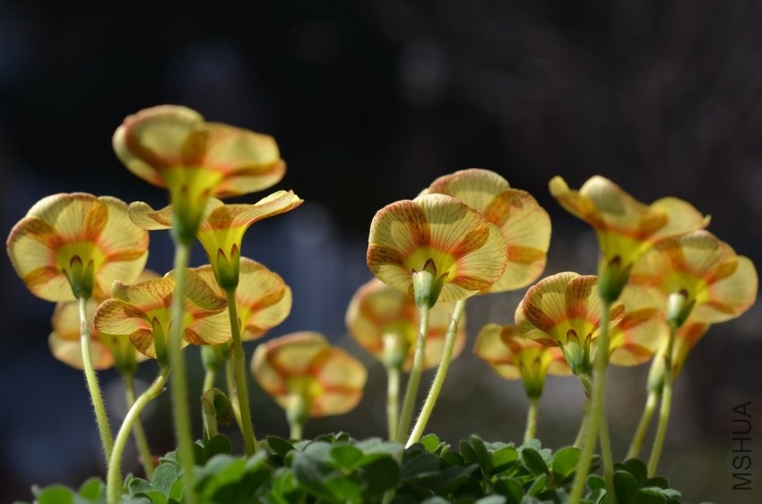 Oxalis obtusa Elizabeth 2014 0215 004.JPG