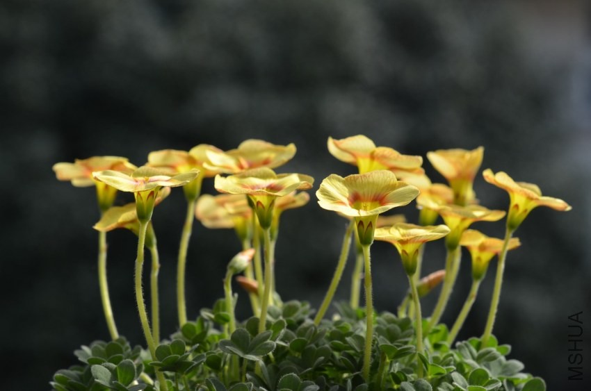 Oxalis obtusa Elizabeth 2014 0215 011.JPG