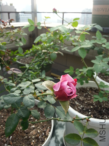 20131123_142120.jpg