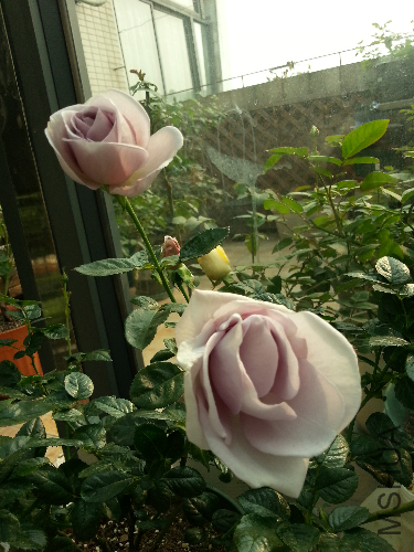 20131204_121429.jpg