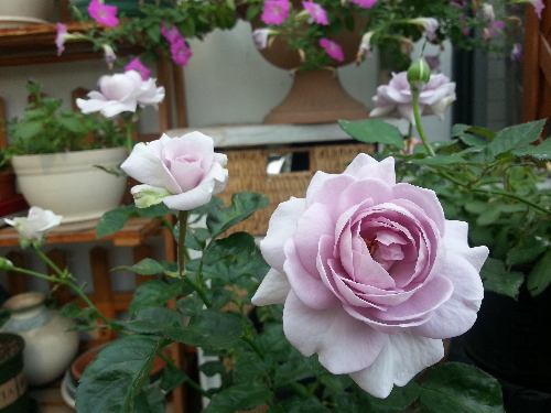 20130525_075322.jpg