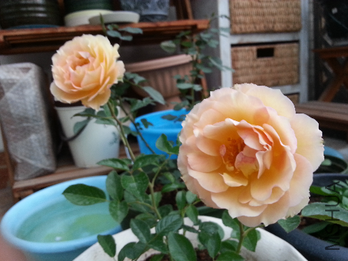 20131102_161720.jpg
