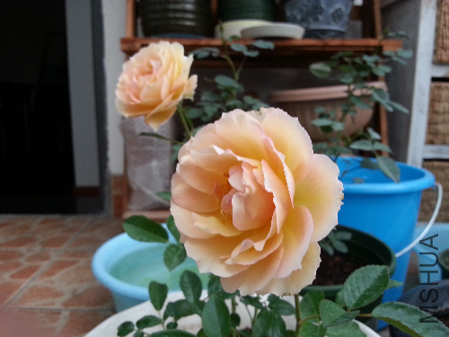 20131102_161731.jpg