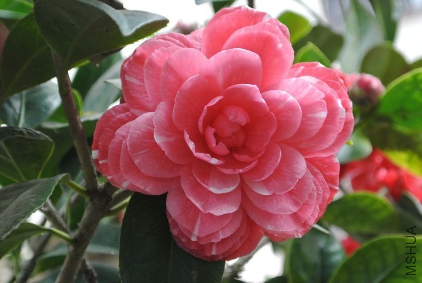 psb (9).jpg