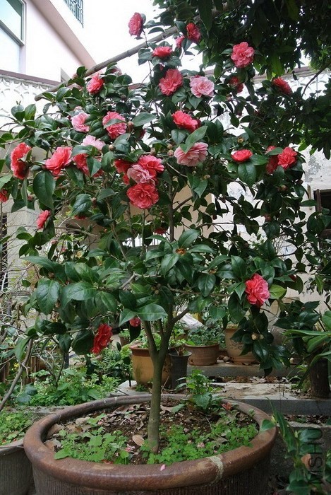 psb (11).jpg