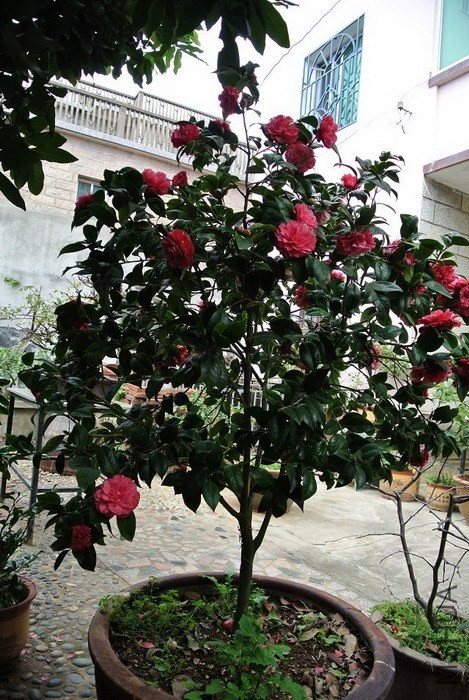 psb (14).jpg