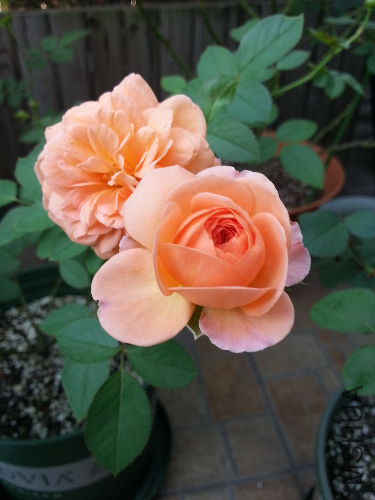 20130919_081105.jpg