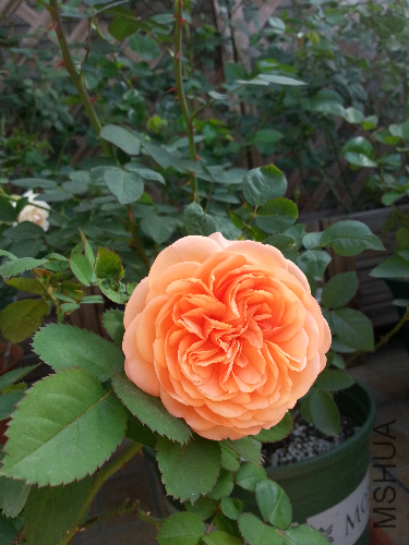 20131117_095504.jpg