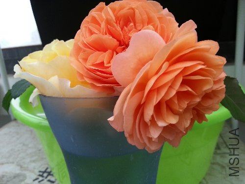 20131110_124214.jpg