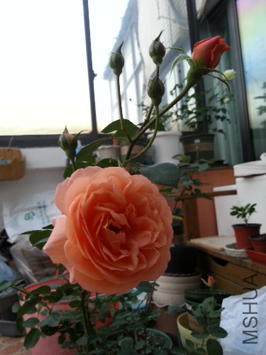20131203_064959.jpg