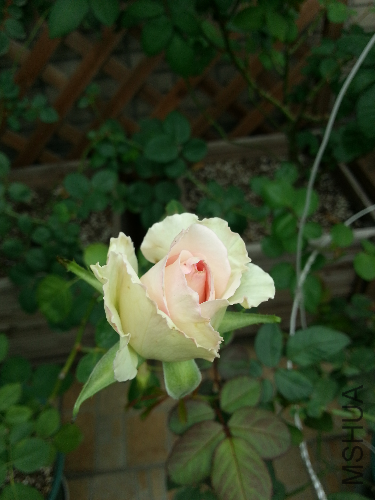 20131112_122606.jpg