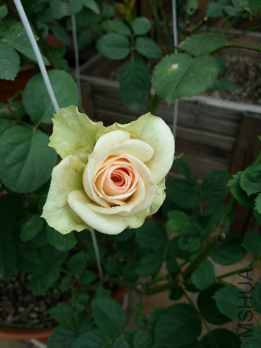 20131112_122623.jpg