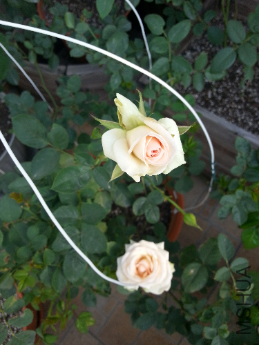 20131117_095629.jpg