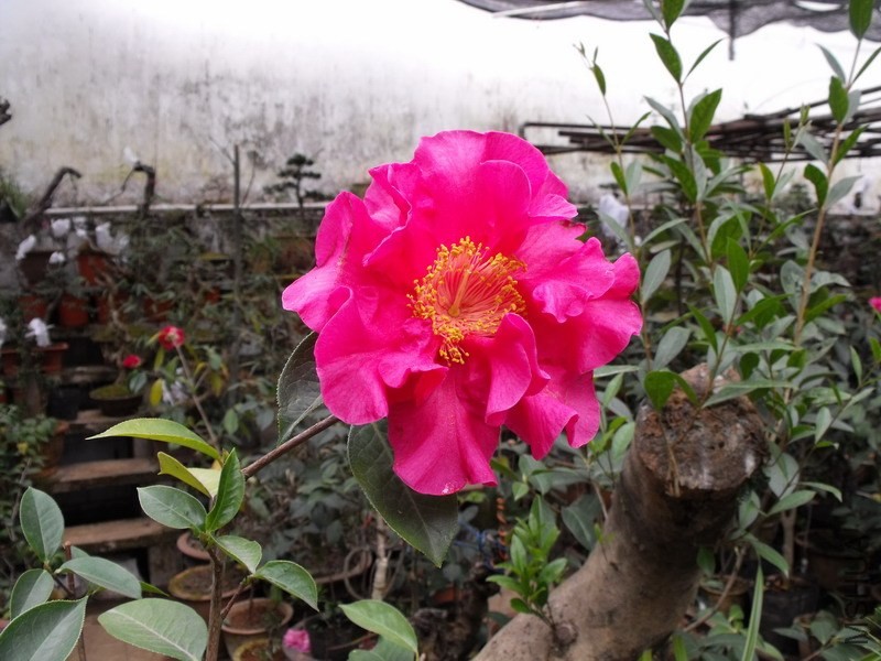 DSCF3148.JPG