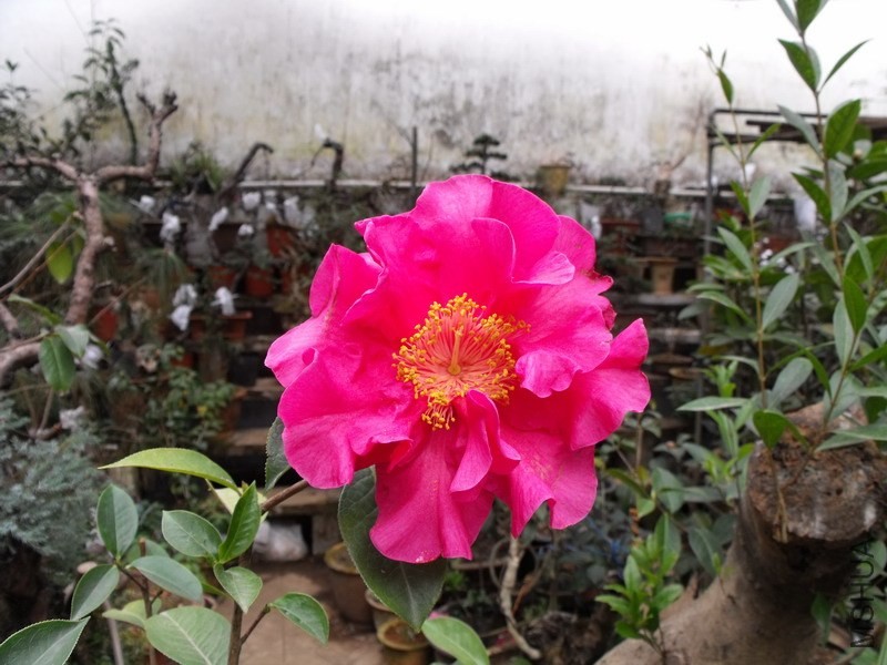 DSCF3149.JPG