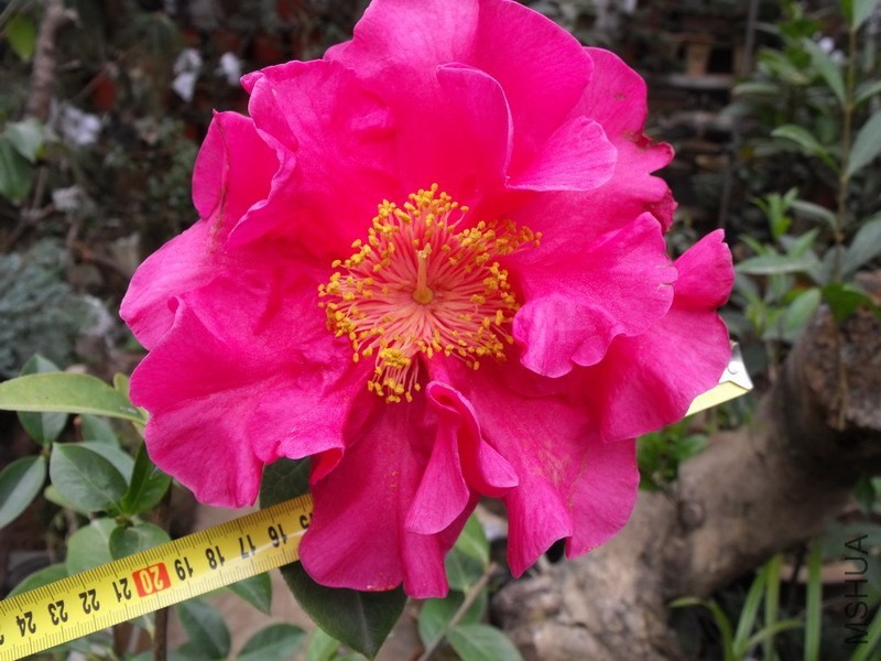 DSCF3147.JPG