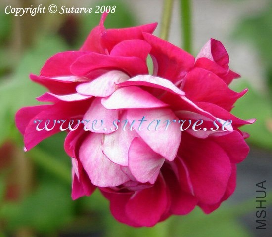 Rose Of Bulgarien.jpg