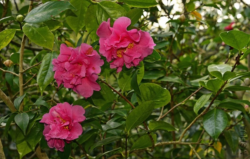 _DSC8605_edited-1.jpg