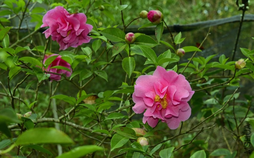 _DSC8609_edited-1.jpg
