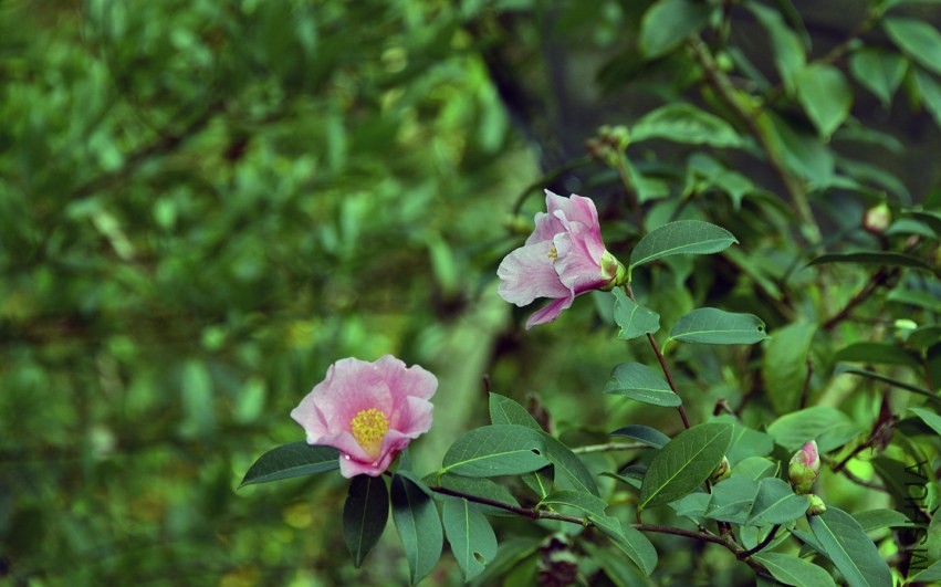 _DSC8615_edited-1.jpg