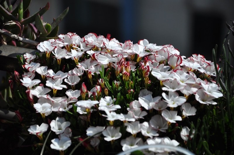 DSC_8248.jpg
