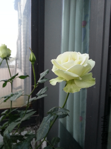 20131203_065045.jpg