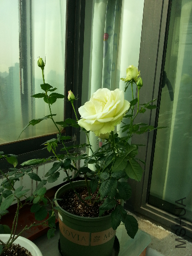 20131203_130105.jpg