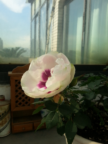 20140124_120141.jpg
