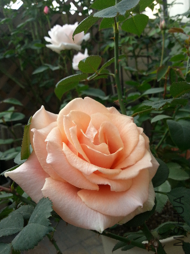 20131123_142101.jpg