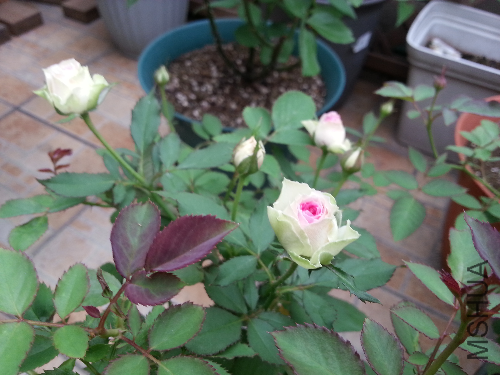 20130910_172530.jpg