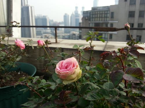 20131123_142134.jpg