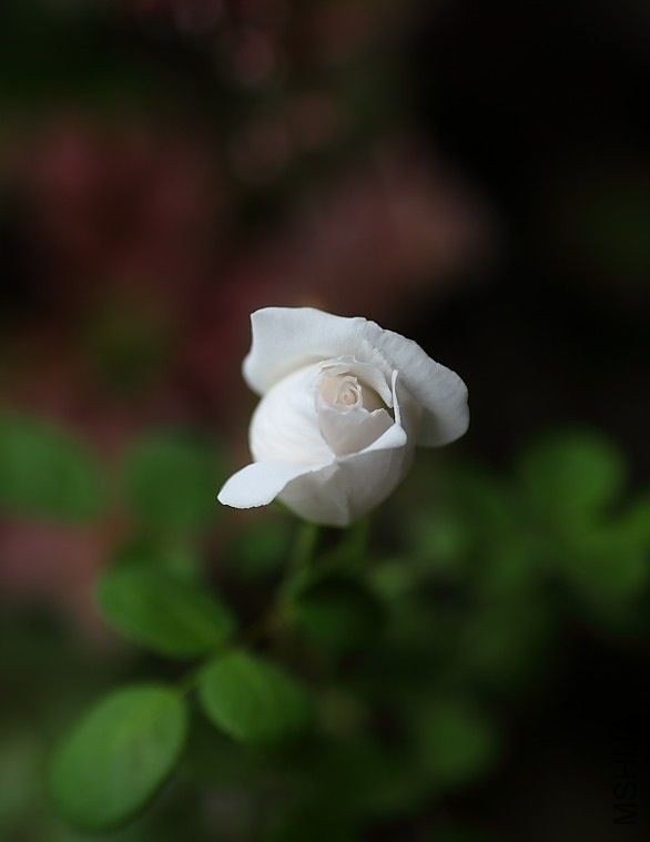 QQͼƬ20140218103829.jpg