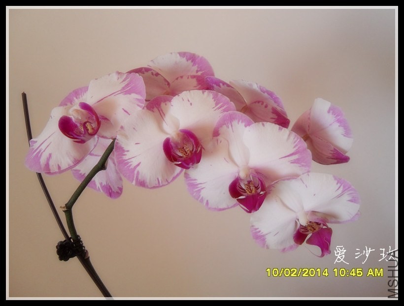 �����ĺ�����