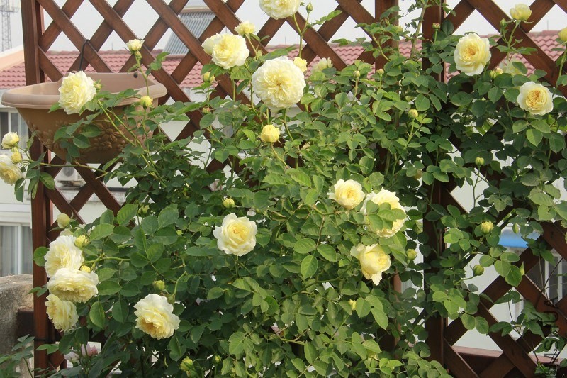 psb (3).jpg