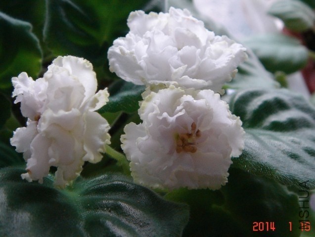 QQͼƬ20140209161911.jpg