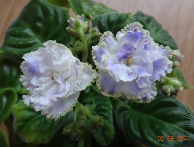 QQͼƬ20140209161502.jpg