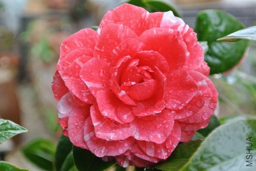 psb (9).jpg