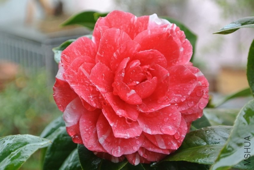 psb (22).jpg