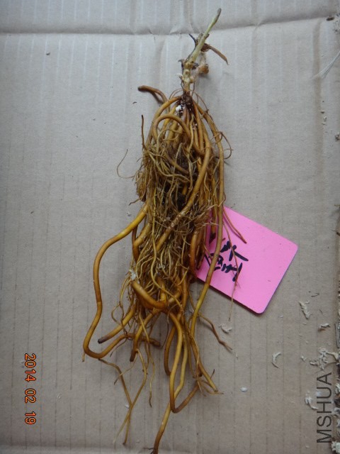 DSC06354.JPG