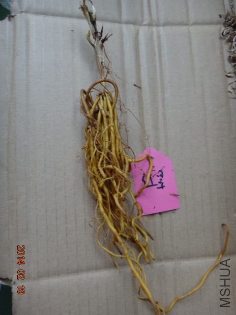 DSC06350.JPG