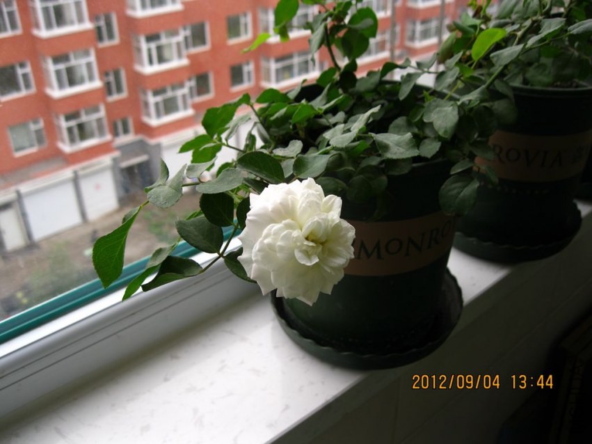 IMG_2772_����.jpg