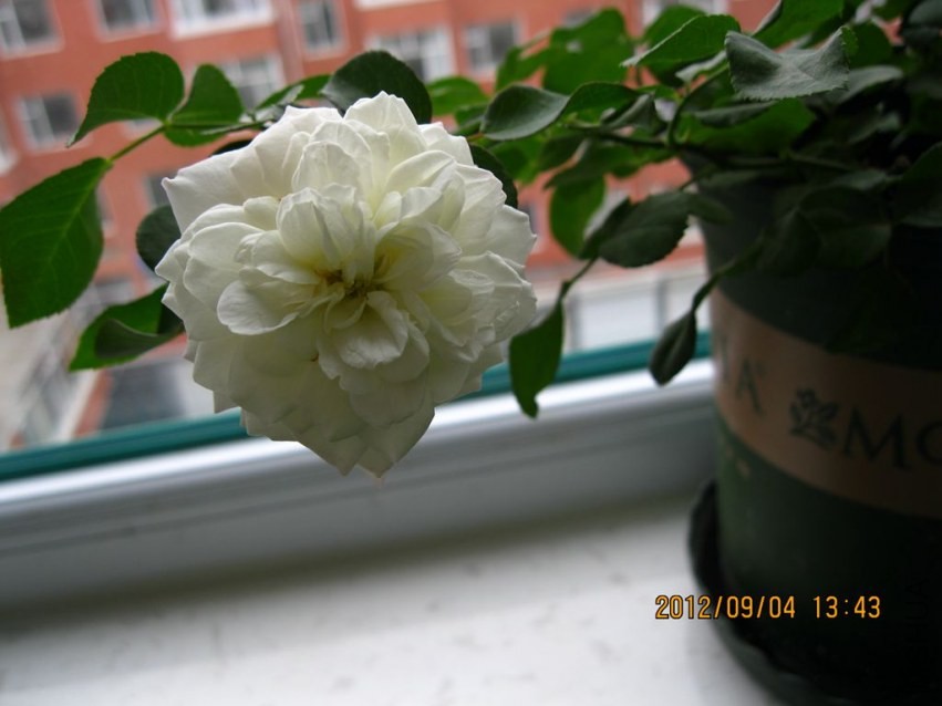 IMG_2771_����.jpg