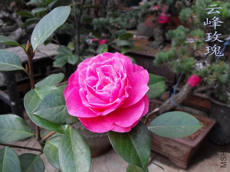 DSCF3240.jpg
