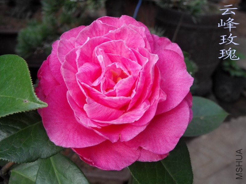 DSCF3225.jpg