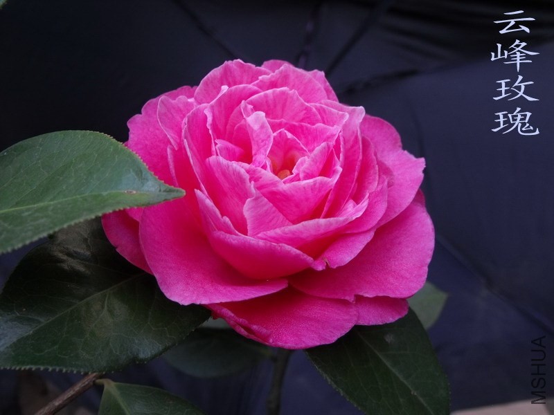 DSCF3226.jpg