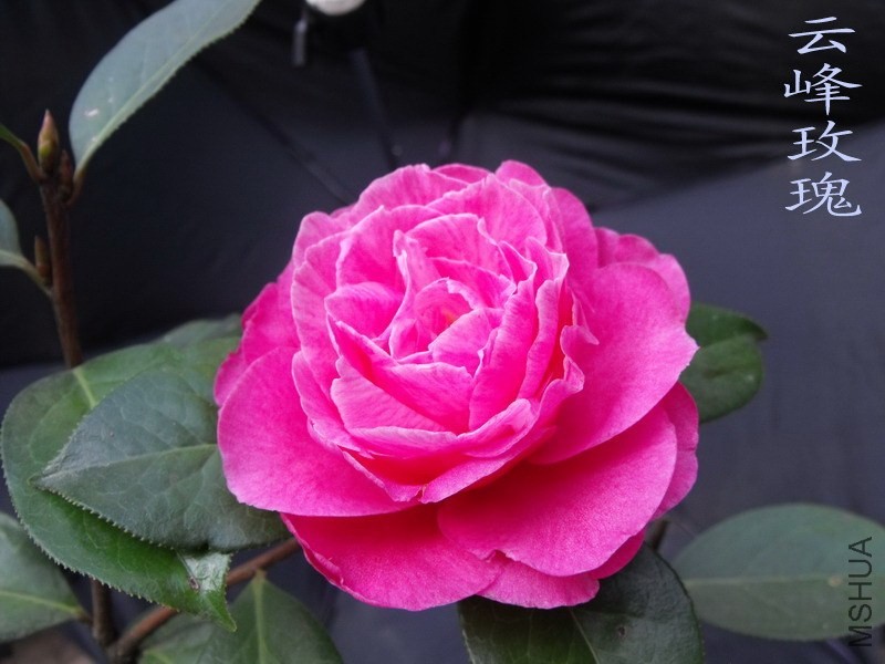 DSCF3229.jpg