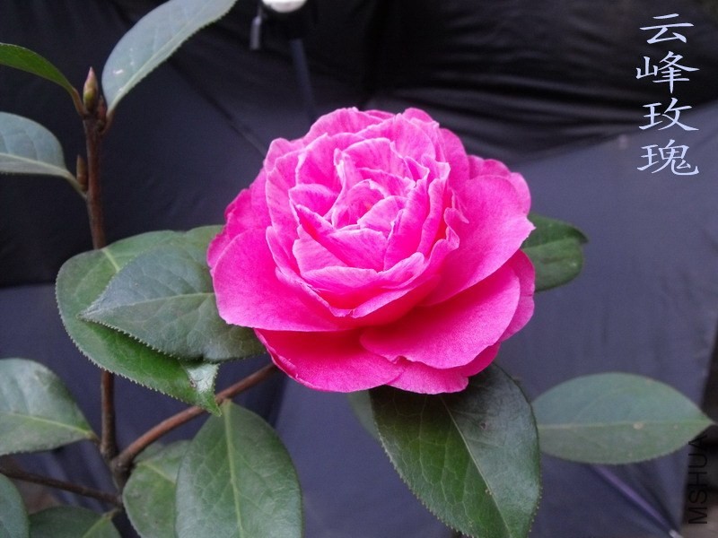 DSCF3230.jpg