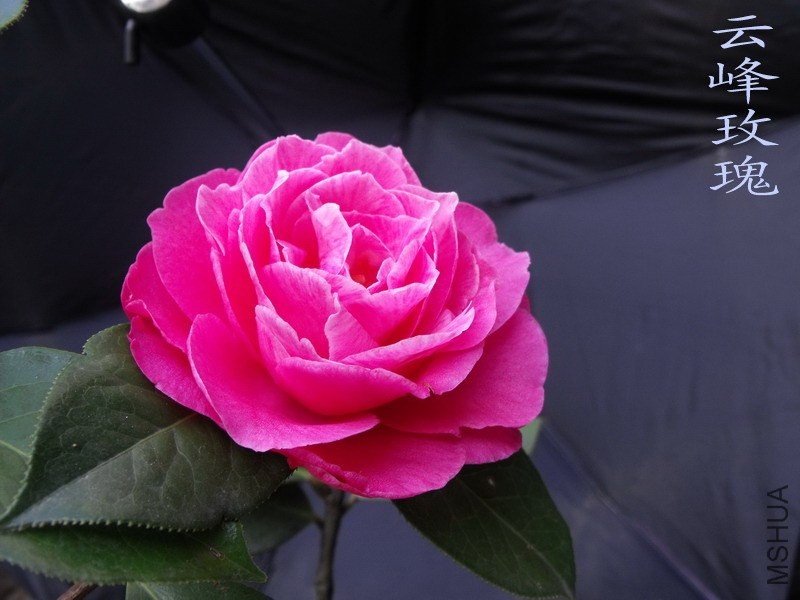 DSCF3231.jpg